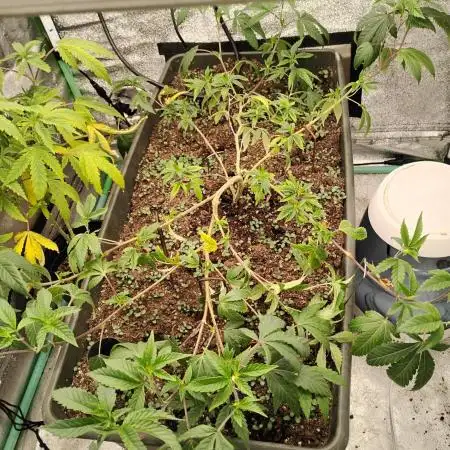 Pure bag appeal Gelato Gelato Gelato 49