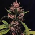 Divine Rapier (indoor) Divine Seeds 2025
