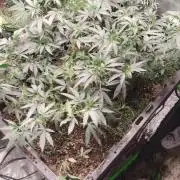 Spritzer Yield Run