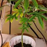 Rainbow Zoap Tiki Madman Cut