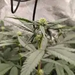 Pure bag appeal Gelato Gelato Gelato 49