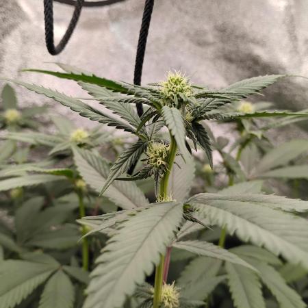 Pure bag appeal Gelato Gelato Gelato 49