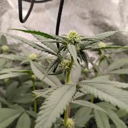 Pure bag appeal Gelato Gelato Gelato 49