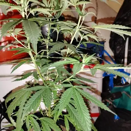 Blueberry Muffins Humboldt cut Round 2