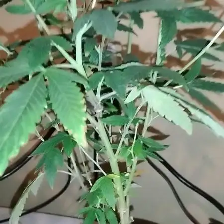 Pure bag appeal Gelato Gelato Gelato 49