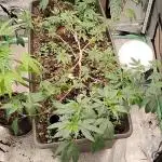 Pure bag appeal Gelato Gelato Gelato 49