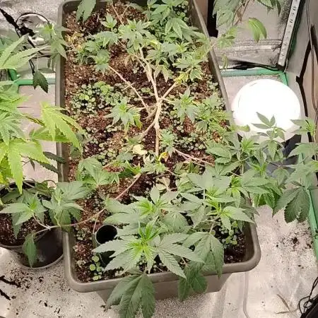 Pure bag appeal Gelato Gelato Gelato 49