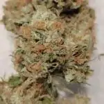 Black Opium(indoor)Divine seeds 2025