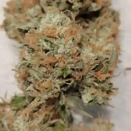 Black Opium(indoor)Divine seeds 2025
