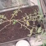 Pure bag appeal Gelato Gelato Gelato 49
