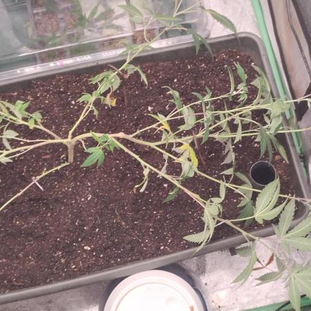 Pure bag appeal Gelato Gelato Gelato 49