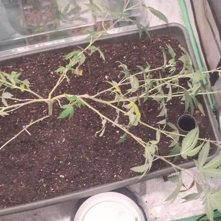 Pure bag appeal Gelato Gelato Gelato 49