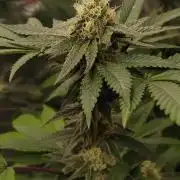 Legit SuperBoof Strain of The Year