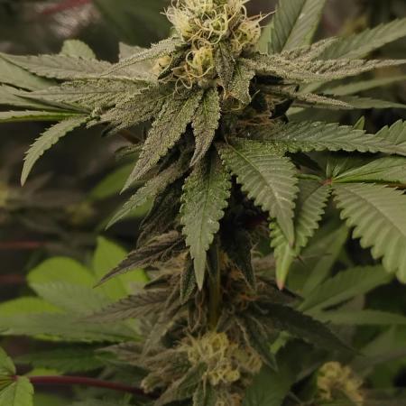 Legit SuperBoof Strain of The Year