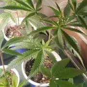 Cap Junky x Blueberry Sugar- Judasstein