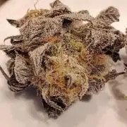 Purple Chrome 💜 (round 2)