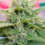 Blueberry Yum Yum