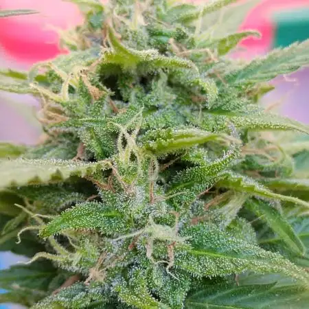Blueberry Yum Yum