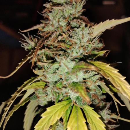 Black Opium(indoor)Divine seeds 2025