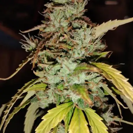 Black Opium(indoor)Divine seeds 2025