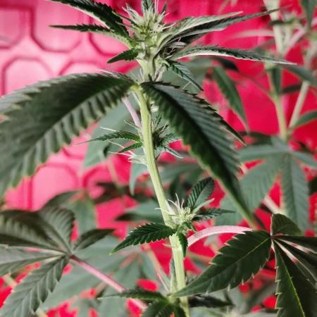 Real Deal Sour D ( notsodog cut)