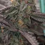 Pure bag appeal Gelato Gelato Gelato 49