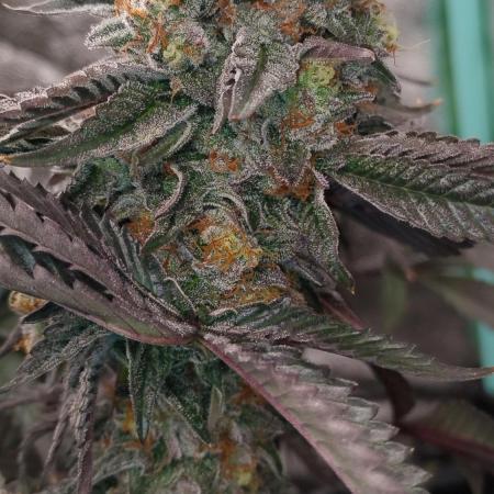 Pure bag appeal Gelato Gelato Gelato 49