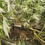 Pure bag appeal Gelato Gelato Gelato 49