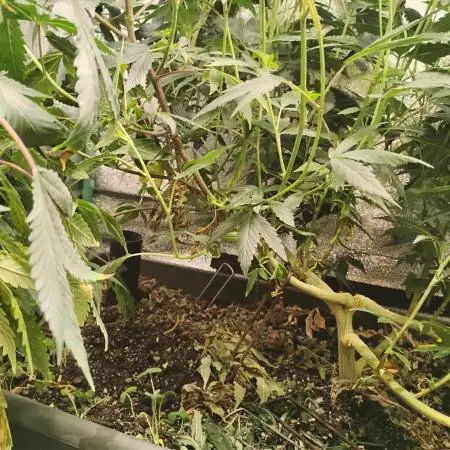 Pure bag appeal Gelato Gelato Gelato 49