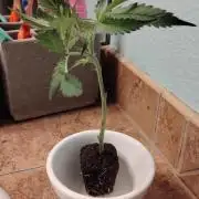 Rainbow Zoap Tiki Madman Cut