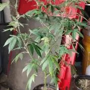 Spritzer Cannarado