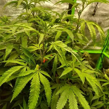 Purple Chrome #8 Kaprikorn Clones