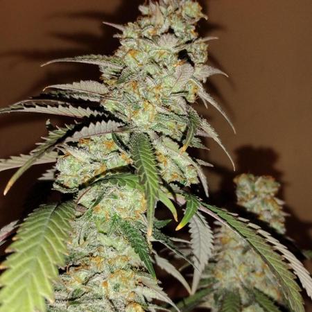 1 Gallon Drip Irrigation Organic