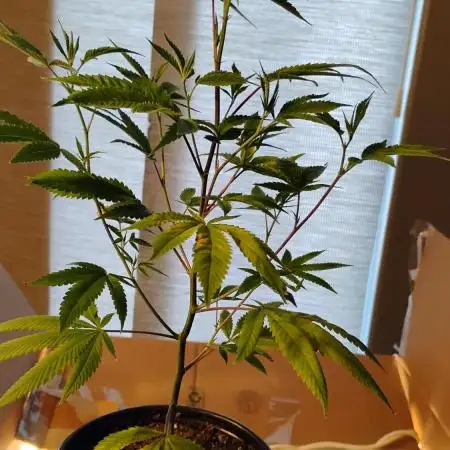 Real Deal Sour D ( notsodog cut)