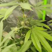 Legit SuperBoof Strain of The Year