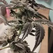 Mystery Branch Reveg