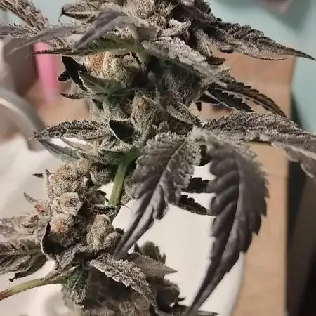 Mystery Branch Reveg