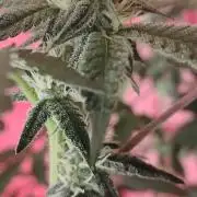 Spritzer Cannarado