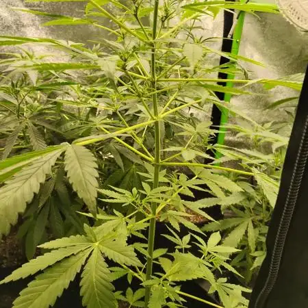 Black Opium(indoor)Divine seeds 2025