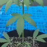 Divine Rapier (outdoor) DivineSeeds 2025