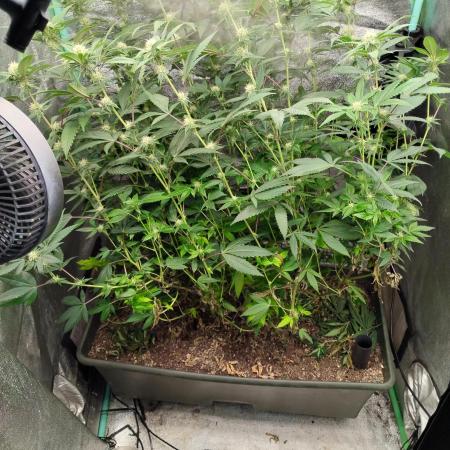 Pure bag appeal Gelato Gelato Gelato 49