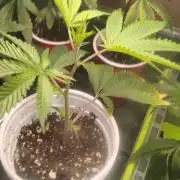 Cap Junky x Blueberry Sugar- Judasstein