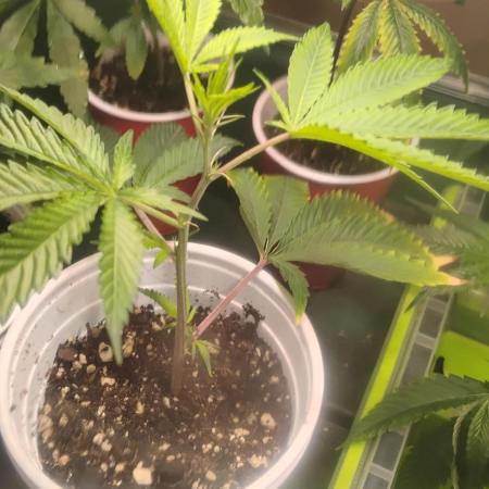 Cap Junky x Blueberry Sugar- Judasstein