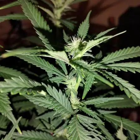 Blueberry Muffins Humboldt cut Round 2