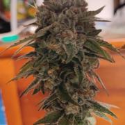 Legit SuperBoof Strain of The Year