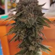 Legit SuperBoof Strain of The Year