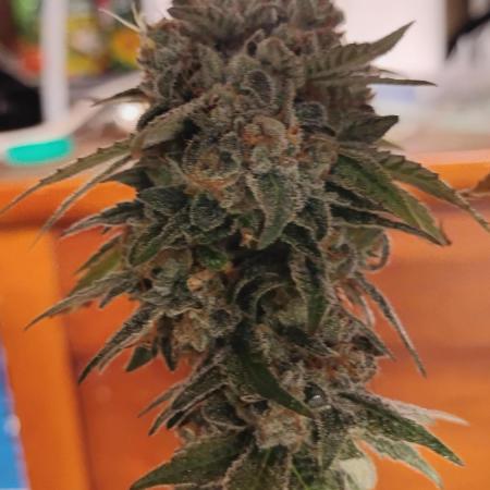 Legit SuperBoof Strain of The Year