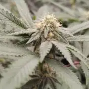 Judasstein - Thydankgenetics