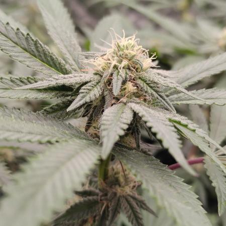 Judasstein - Thydankgenetics