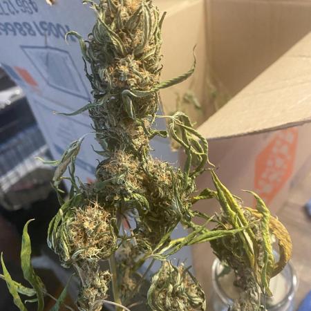 Real Deal Sour D ( notsodog cut)